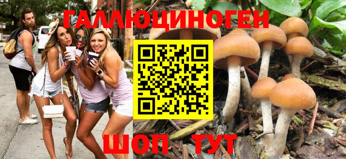 Галлюциногенные грибы Psilocybine cubensis Калуга